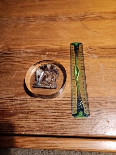 Objet rare coquillage sous - objet,