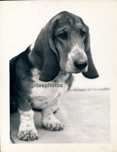 Basset hound photo 1950 - hound,