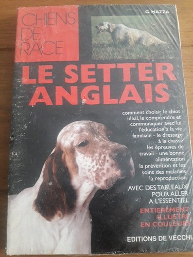 Setter anglais g - anglais, mazza