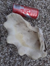 1/2 BENITIER Coquillage 1kg450 / 28 cm x 16 cm