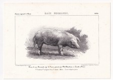 Porc cochon race normande - porc,
