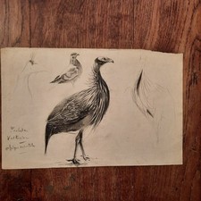 Dessin Ancien Animalier Fond