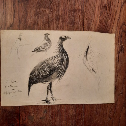 Dessin ancien animalier - dessin,