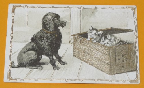 Chromo 1890 1905 chicoree - chromo,