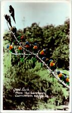 Arc-en-Ciel Lorikeets sur Un