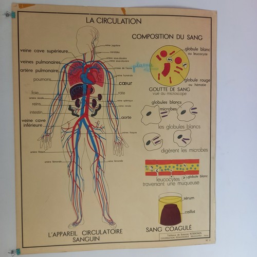 Affiche pédagogique scolaire - affiche, pédagogique,