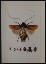 Planche insecte Blattidae