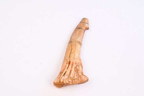 Dent fossile poisson scie - dent,