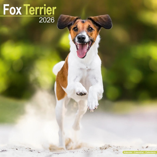 Calendrier 2026 fox terrier - calendrier,