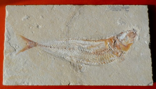 Poisson fossile crétacé - crÉtacÉ, du