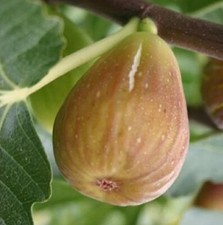 FIGUIER Ficus carica "Goutte