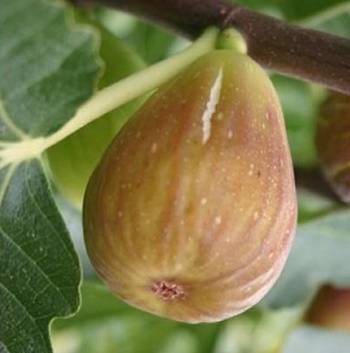 Figuier ficus carica goutte - figuier,