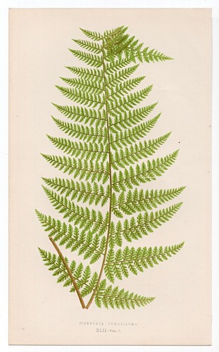 1860 edward lowe fern antique - lowe,