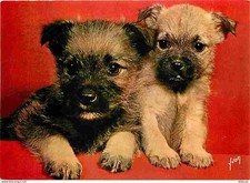 Animaux - Chiens - Race à