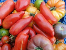 20 GRAINES DE TOMATES BIO (CERISE,POIRE,ROMA,ANANAS,ANDINE C) PARMI 68 VARIÉTÉS