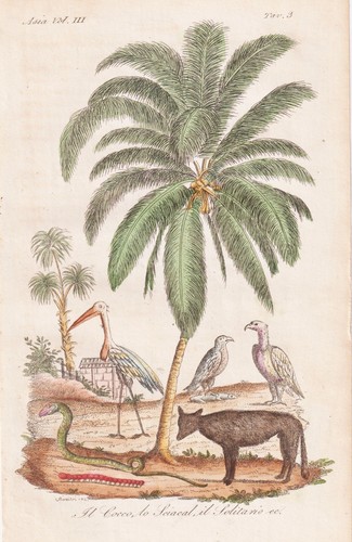 Ferrario 1830 schakal jackal - ferrario,