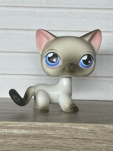 Petshop chat européen - chat,