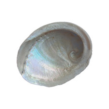 Coquille d'ormeau Haliotis