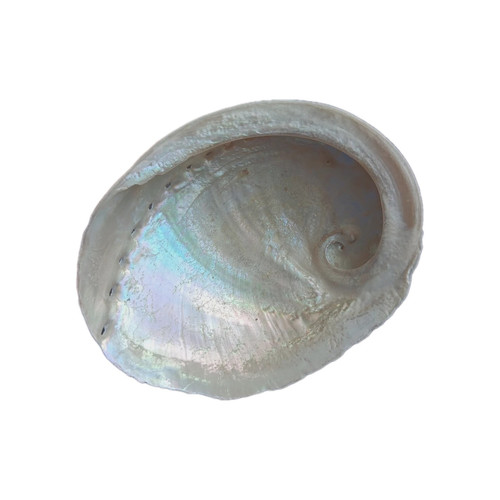 Coquille ormeau haliotis - coquille,
