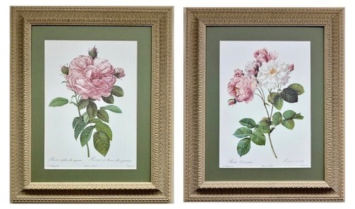 Redouté rosa gallica - ,
