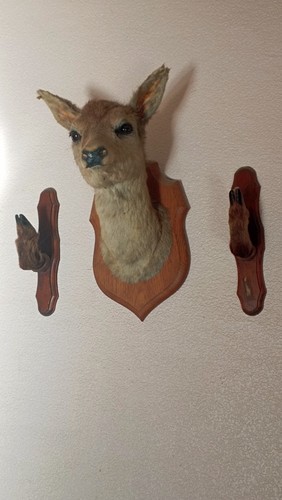 Tête biche chevreuil - de, biche/chevreuil