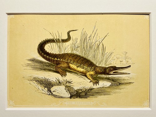 Crocodile caïman - crocodile,