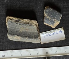 fragment de poterie romaine Tasciaca Thésée archéologie ancienne collection