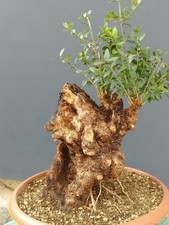 Bonsaï olivier 45 x 23 cm plante sculptée dans la nature tronc unique...