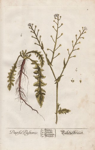 Hirtentäschel capsella - hirtentäschel,