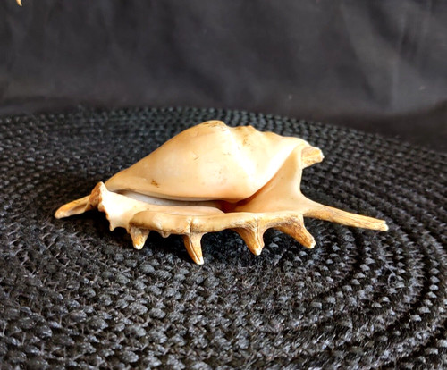 Coquillage naturel vintage - naturel,