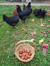 Poule et oeuf fecondé Marans