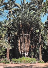 ESPAGNE ELCHE HUERTO DEL CURA PALMIER IMPERIAL