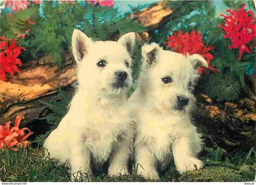Carte postale animaux - postale,