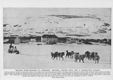 LABRADOR ESKIMO SLEDGE HUSKIES