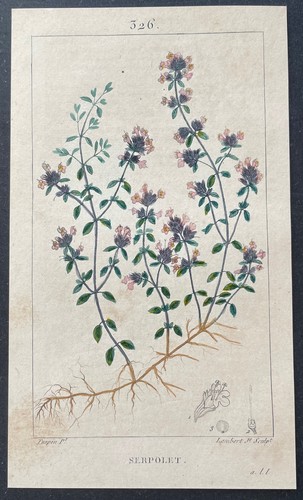 Flore médicale serpolet - flore,