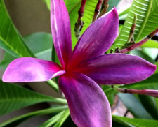 3 graines FRANGIPANIER