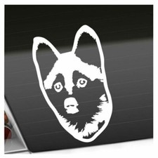 Autocollant Pomsky Chien 25