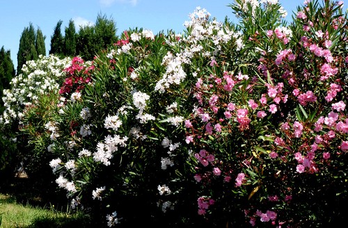 Laurier rose pot litres 60 - litres,
