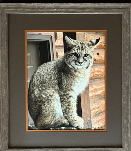 Bobcat looking cabin window - looking,