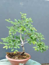 Bonsaï carpin blanc 37 - blanc,