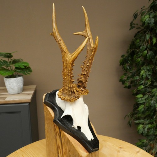 Rehbock poids cerf - 295, g