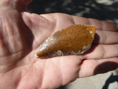 Dent fossilisee - fossilisee, de
