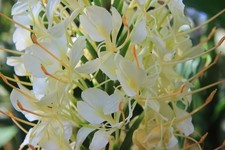 Hedychium ‘Tai Monarch’