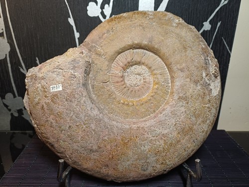 Ammonite hammatoceras - ammonite,