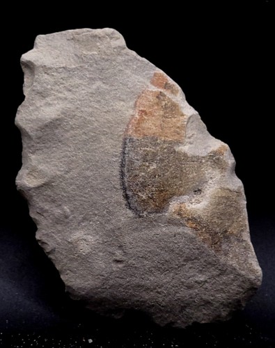 Fossile france empreinte - de,