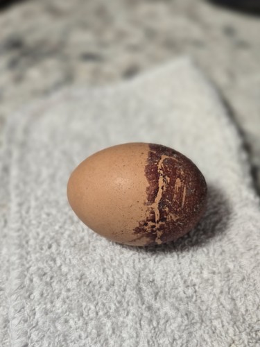 Black copper maran hatching - black,