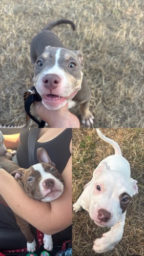 Chiots bully femelles - chiots,