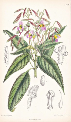 Impatiens thomsoni himalaya - impatiens,