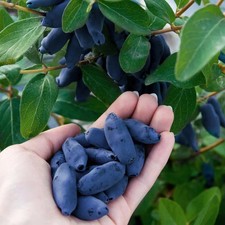 Lonicera caeruela 'Boreal
