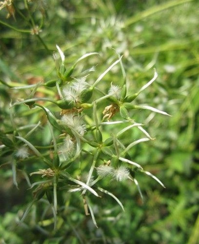 Clematite droite - ♫♫,